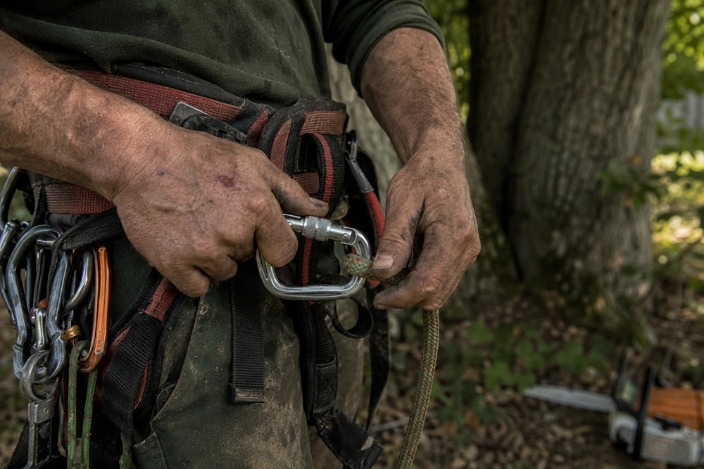 Baumpfleger / European Treeworker als Beruf